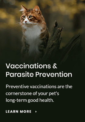 Vaccinations and Parasite Prevention, Apple Valley Vet