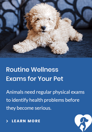 Exams, Lethbridge Vet