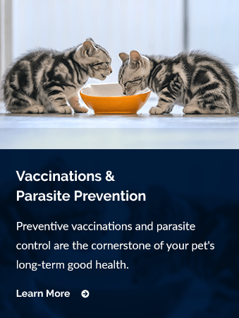 Vaccinations & Prevention