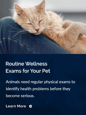 Routine Wellness Exams, Brentwood Veterinary Clinic, Brentwood