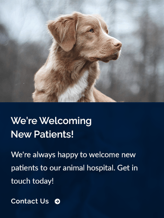 Welcoming New Patients, Brentwood Veterinary Clinic, Brentwood