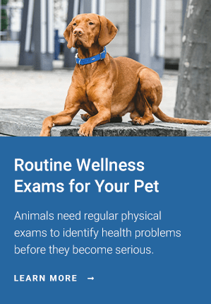 Routine Wellness Exams, Animal Hospital, Sault Ste. Marie
