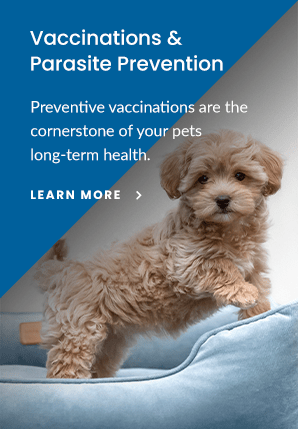 Vaccinations and Parasite Prevention, Houston County Animal Clinic, Erin