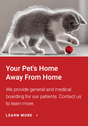 Home Away From Home, Browns Bridge Animal Hospital, Gainesville