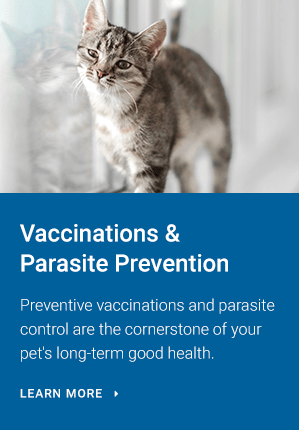 Vaccinations and Parasite Prevention, Cerbat Cliffs Animal Hospital, Kingman