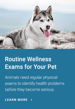 Routine Wellness Exams