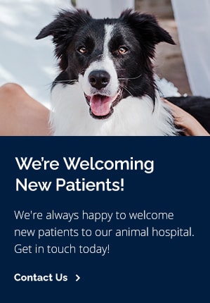 New Patients Pet Doctor | Tucson Vet