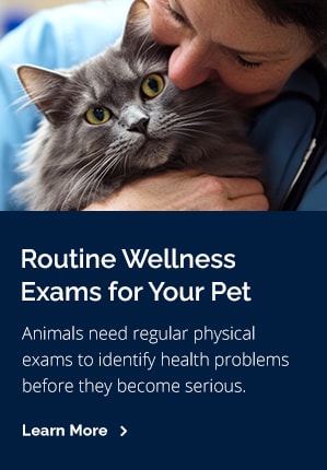 Exams, Tucson Vet
