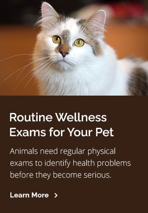 Exams, Tucson Vet