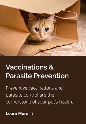 Prevent, Tucson Vet